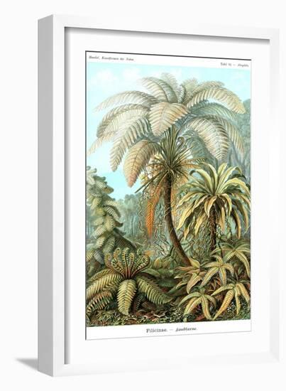 Ferns-Ernst Haeckel-Framed Art Print