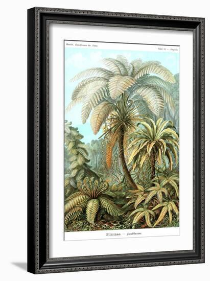 Ferns-Ernst Haeckel-Framed Art Print