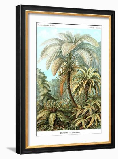 Ferns-Ernst Haeckel-Framed Art Print