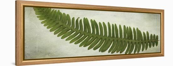 Ferns-Viviane Fedieu Daniel-Framed Premier Image Canvas