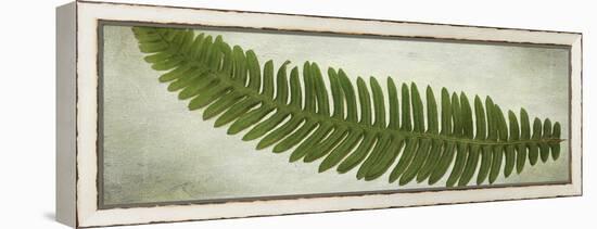 Ferns-Viviane Fedieu Daniel-Framed Premier Image Canvas