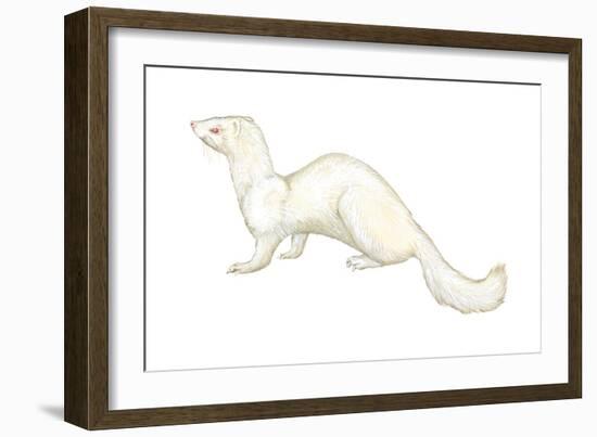 Ferret (Mustela Furo), Mammals-Encyclopaedia Britannica-Framed Art Print