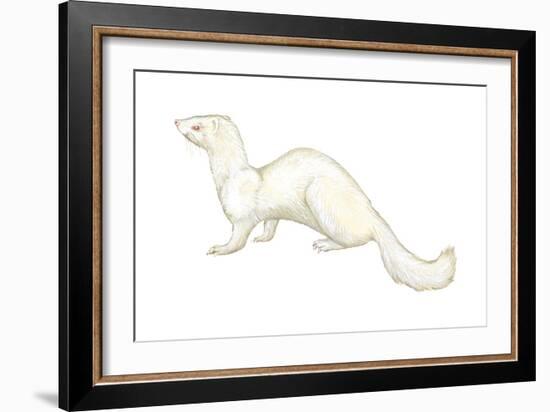 Ferret (Mustela Furo), Mammals-Encyclopaedia Britannica-Framed Art Print
