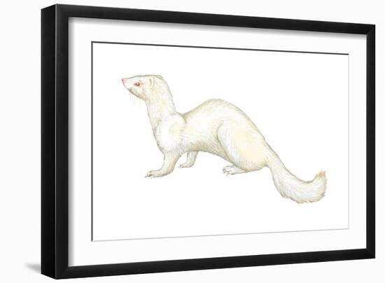 Ferret (Mustela Furo), Mammals-Encyclopaedia Britannica-Framed Art Print