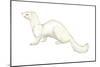 Ferret (Mustela Furo), Mammals-Encyclopaedia Britannica-Mounted Art Print