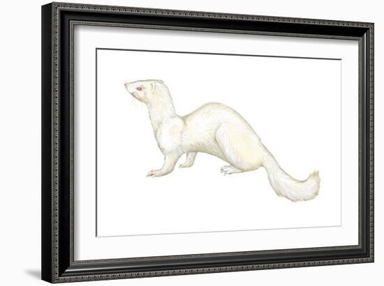 Ferret (Mustela Furo), Mammals-Encyclopaedia Britannica-Framed Art Print