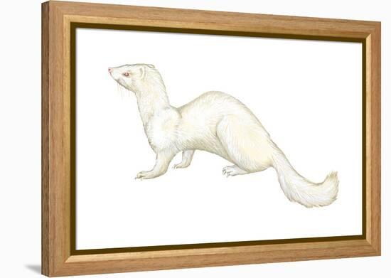 Ferret (Mustela Furo), Mammals-Encyclopaedia Britannica-Framed Stretched Canvas
