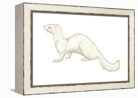 Ferret (Mustela Furo), Mammals-Encyclopaedia Britannica-Framed Stretched Canvas