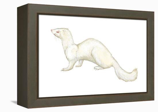 Ferret (Mustela Furo), Mammals-Encyclopaedia Britannica-Framed Stretched Canvas