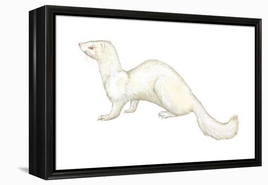 Ferret (Mustela Furo), Mammals-Encyclopaedia Britannica-Framed Stretched Canvas