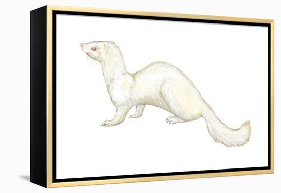 Ferret (Mustela Furo), Mammals-Encyclopaedia Britannica-Framed Stretched Canvas