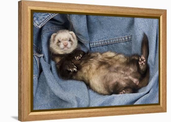 Ferret Sable Colouring Lying on Back-null-Framed Premier Image Canvas