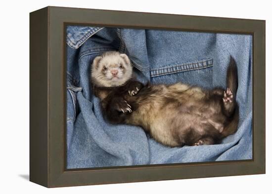 Ferret Sable Colouring Lying on Back-null-Framed Premier Image Canvas