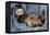 Ferret Sable Colouring Lying on Back-null-Framed Premier Image Canvas