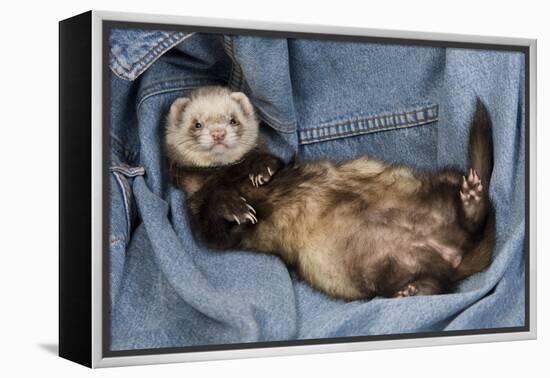 Ferret Sable Colouring Lying on Back-null-Framed Premier Image Canvas