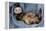 Ferret Sable Colouring Lying on Back-null-Framed Premier Image Canvas