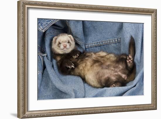 Ferret Sable Colouring Lying on Back-null-Framed Photographic Print