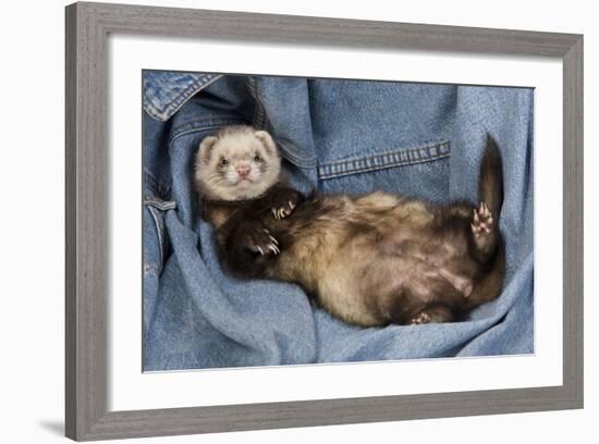 Ferret Sable Colouring Lying on Back-null-Framed Photographic Print