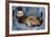 Ferret Sable Colouring Lying on Back-null-Framed Photographic Print