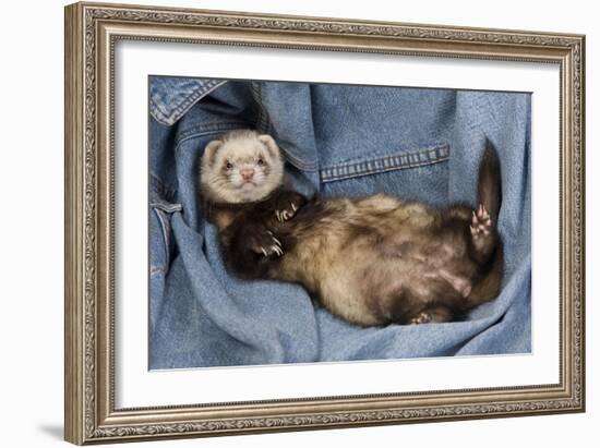 Ferret Sable Colouring Lying on Back-null-Framed Photographic Print