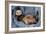 Ferret Sable Colouring Lying on Back-null-Framed Photographic Print