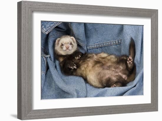 Ferret Sable Colouring Lying on Back-null-Framed Photographic Print