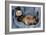 Ferret Sable Colouring Lying on Back-null-Framed Photographic Print