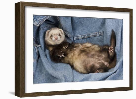 Ferret Sable Colouring Lying on Back-null-Framed Photographic Print