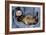 Ferret Sable Colouring Lying on Back-null-Framed Photographic Print