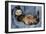 Ferret Sable Colouring Lying on Back-null-Framed Photographic Print