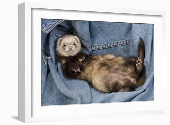 Ferret Sable Colouring Lying on Back-null-Framed Photographic Print