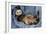 Ferret Sable Colouring Lying on Back-null-Framed Photographic Print