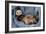 Ferret Sable Colouring Lying on Back-null-Framed Photographic Print