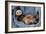 Ferret Sable Colouring Lying on Back-null-Framed Photographic Print