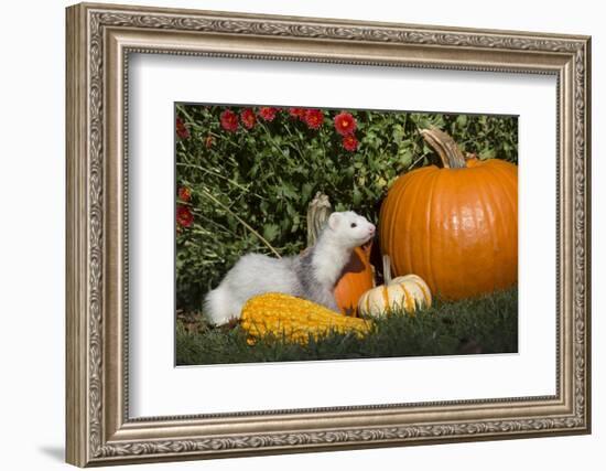 Ferret-Lynn M^ Stone-Framed Photographic Print