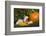 Ferret-Lynn M^ Stone-Framed Photographic Print