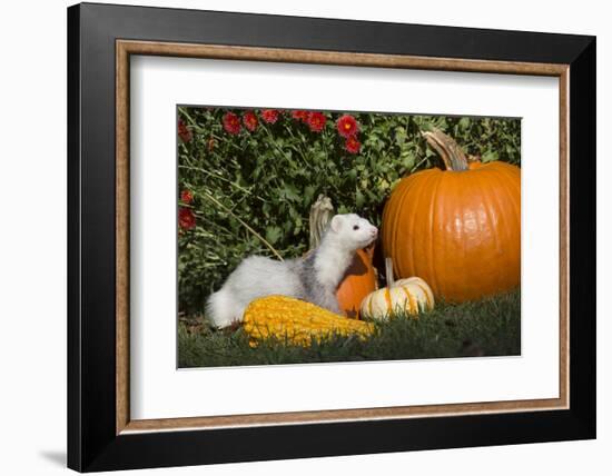 Ferret-Lynn M^ Stone-Framed Photographic Print