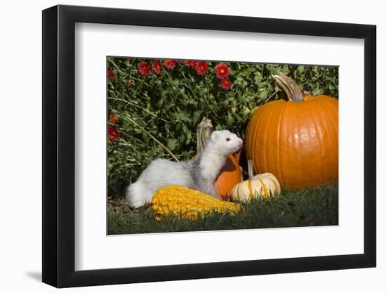 Ferret-Lynn M^ Stone-Framed Photographic Print