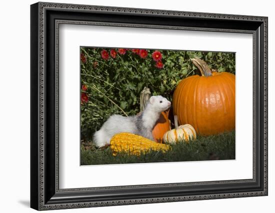 Ferret-Lynn M^ Stone-Framed Photographic Print