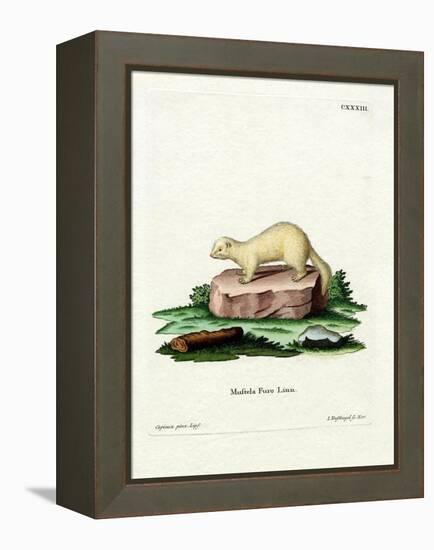 Ferret-null-Framed Premier Image Canvas