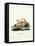 Ferret-null-Framed Premier Image Canvas