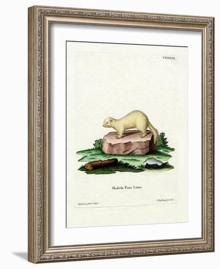 Ferret-null-Framed Giclee Print