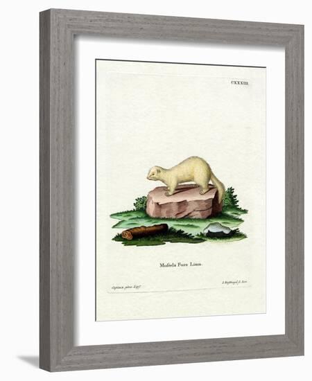 Ferret-null-Framed Giclee Print