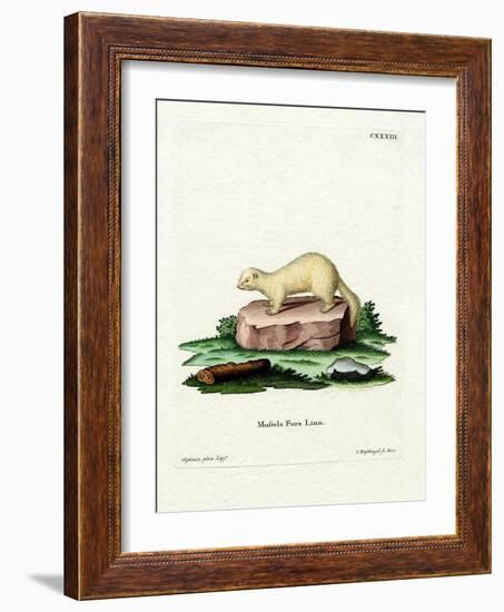 Ferret-null-Framed Giclee Print