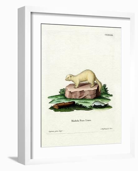 Ferret-null-Framed Giclee Print