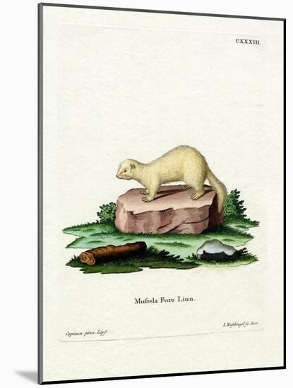 Ferret-null-Mounted Giclee Print