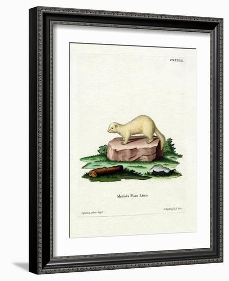 Ferret-null-Framed Giclee Print