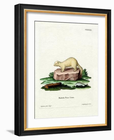 Ferret-null-Framed Giclee Print