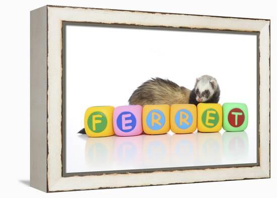 Ferrets 001-Andrea Mascitti-Framed Premier Image Canvas