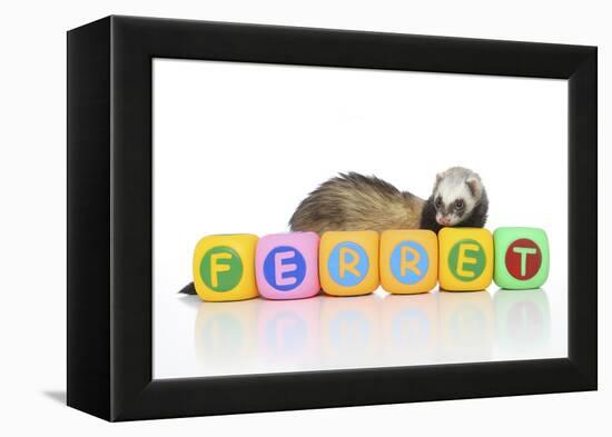 Ferrets 001-Andrea Mascitti-Framed Premier Image Canvas